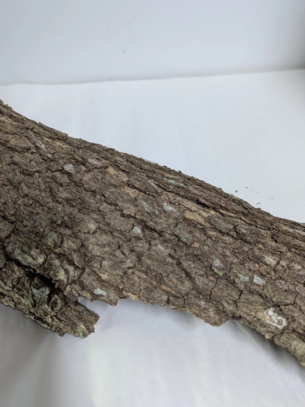 Natural Bark Hideaway for Reptile Enclosures — Brown